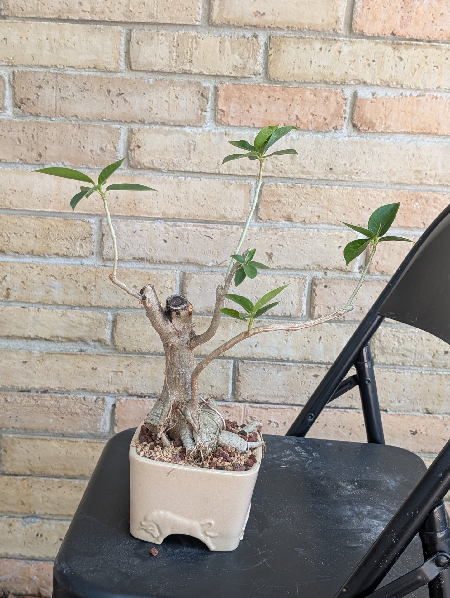 Ficus