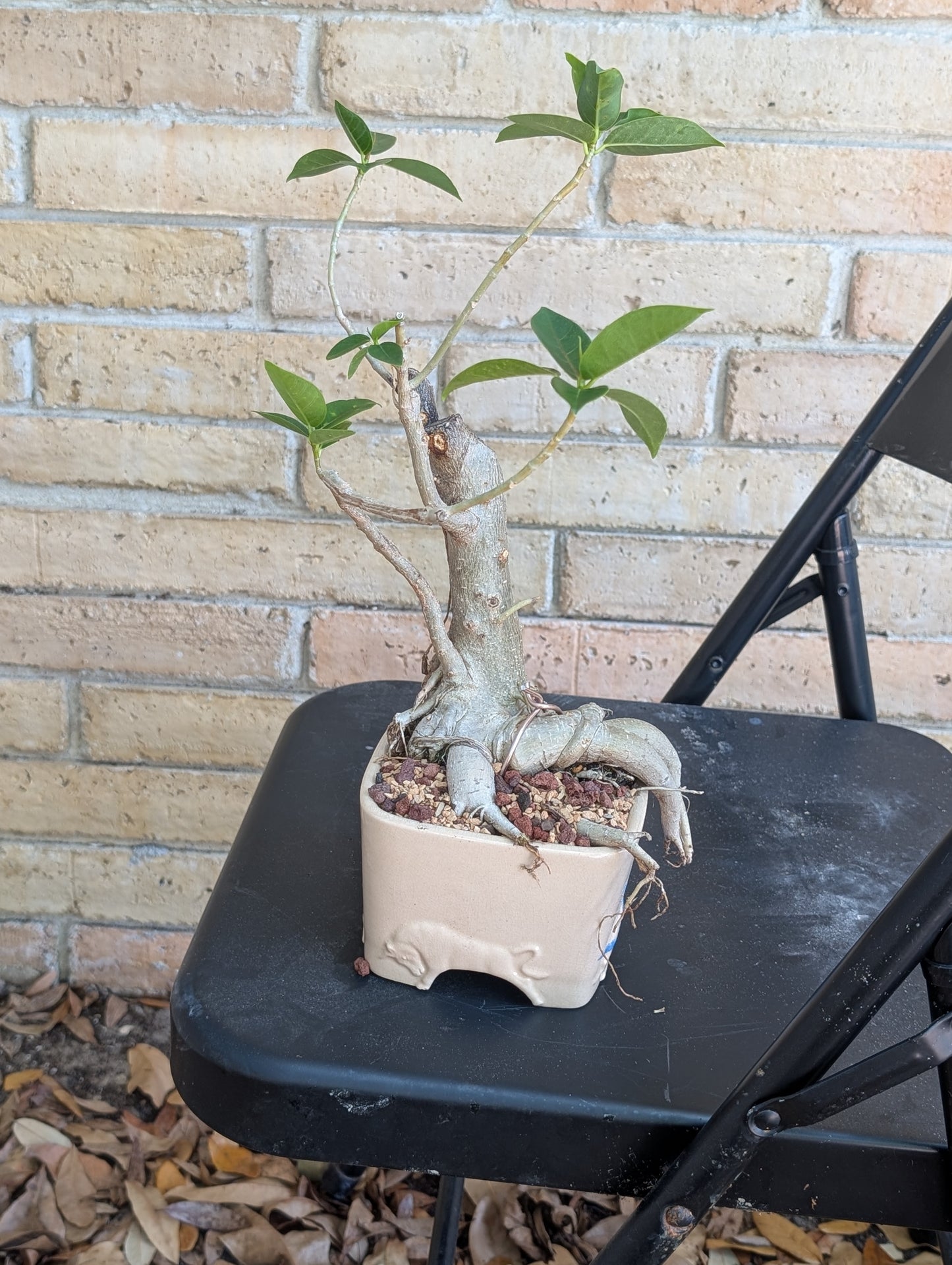 Ficus