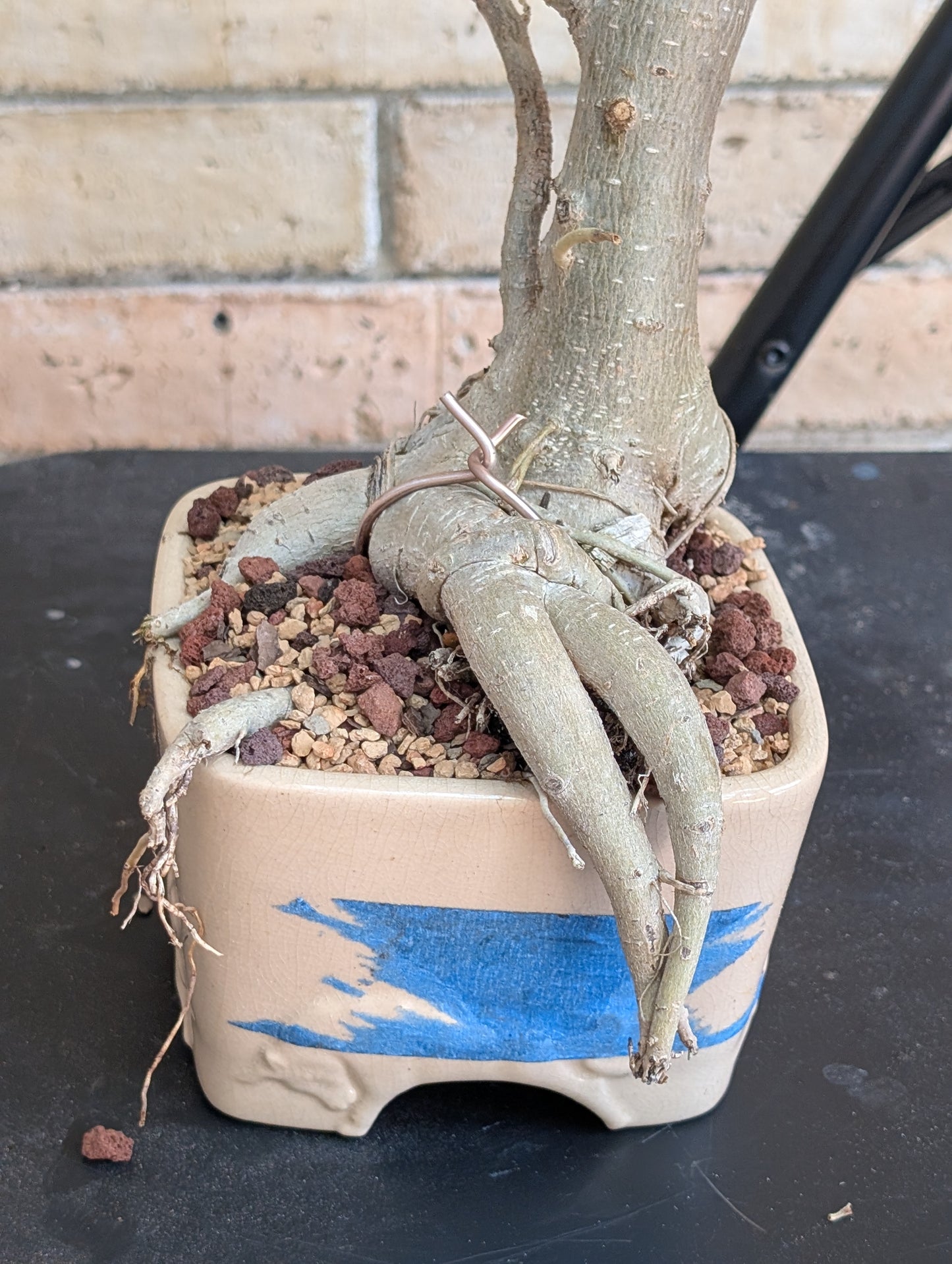 Ficus