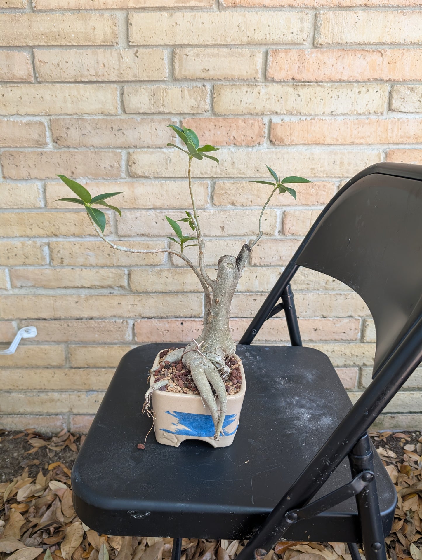 Ficus