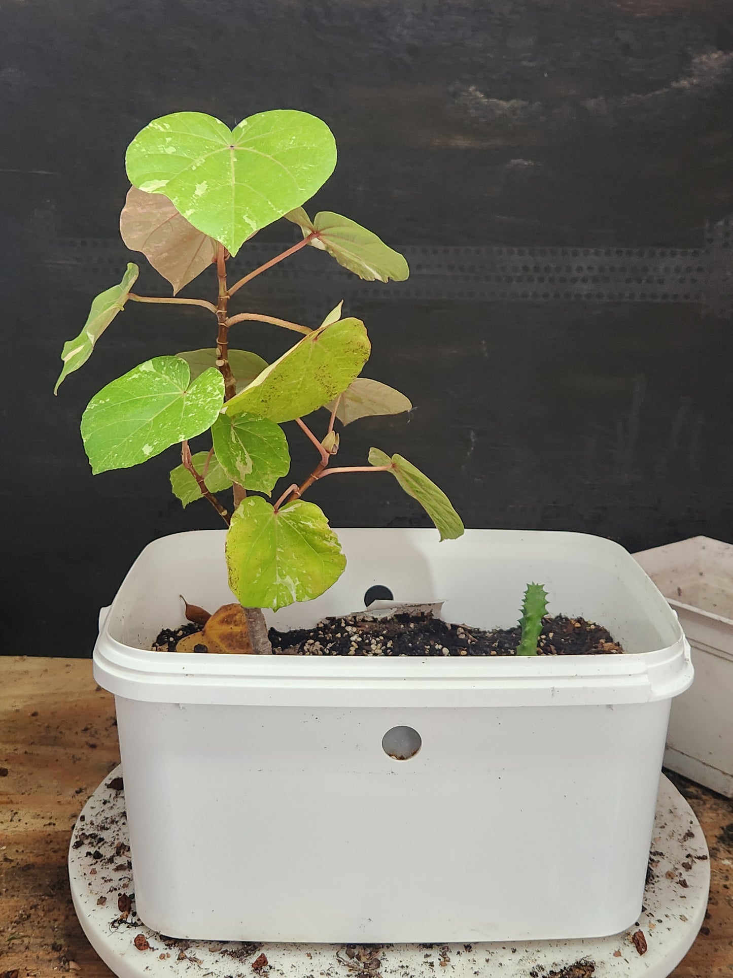 Variegated Sea Hibiscus! Easy to cultivate!