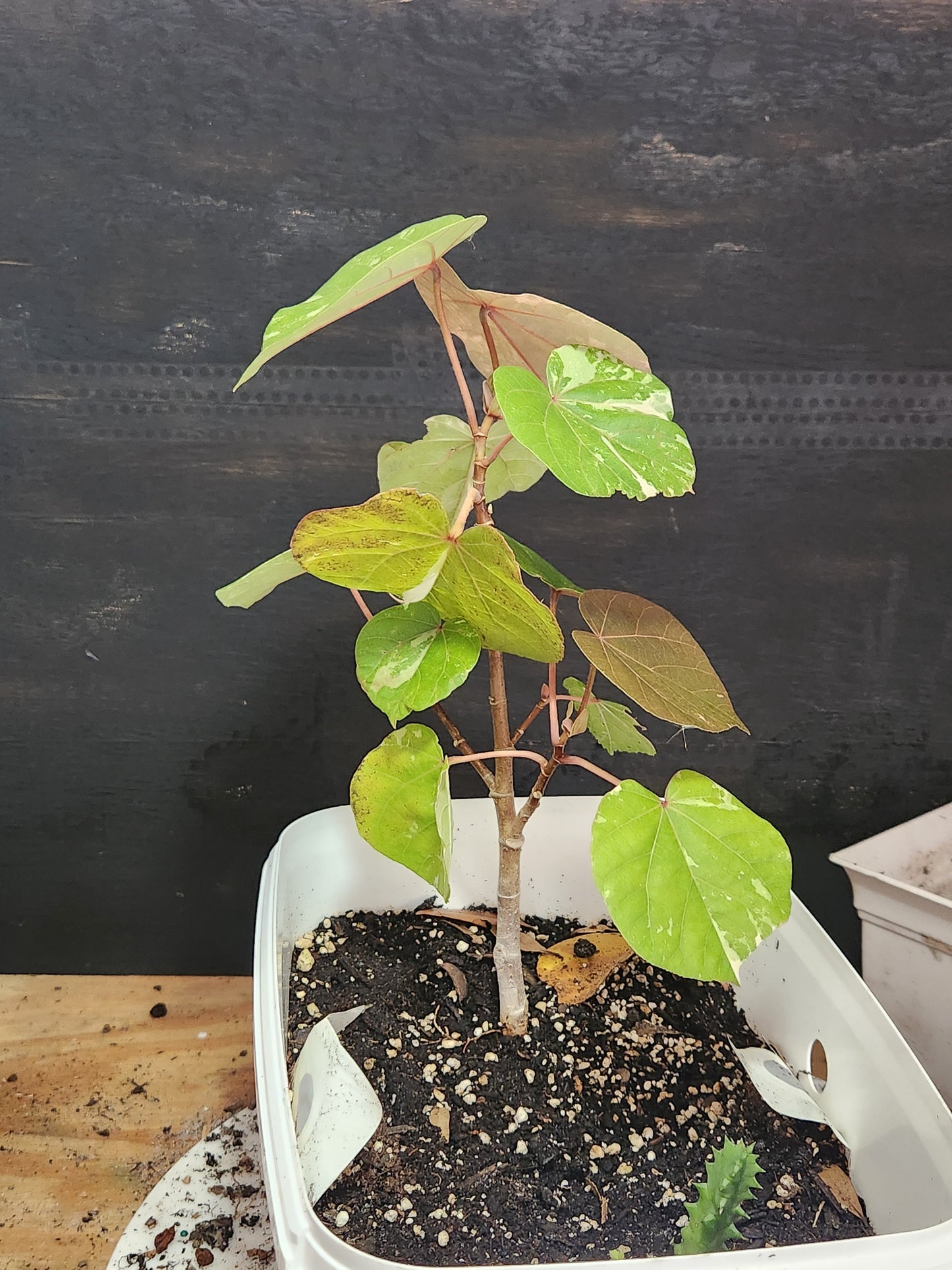 Variegated Sea Hibiscus! Easy to cultivate!