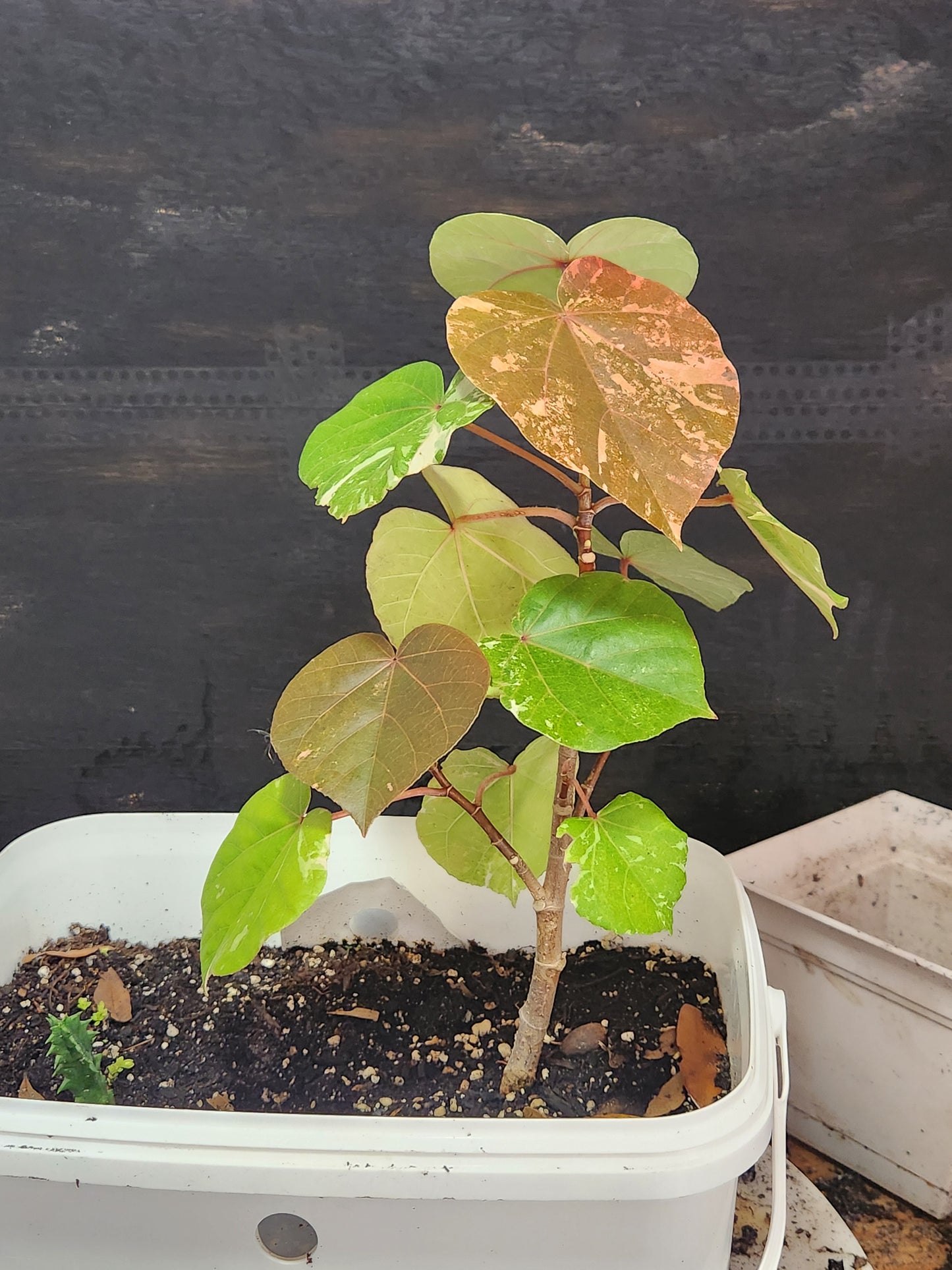 Variegated Sea Hibiscus! Easy to cultivate!