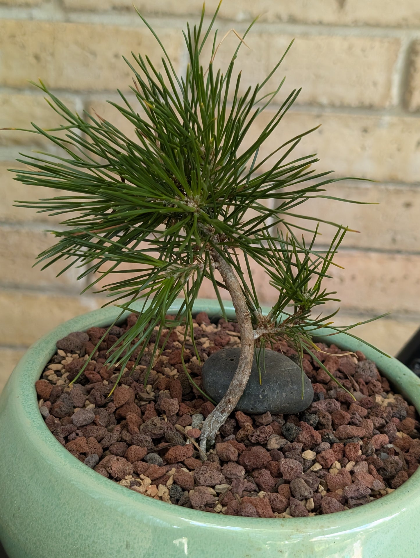 Japanese Red Pine