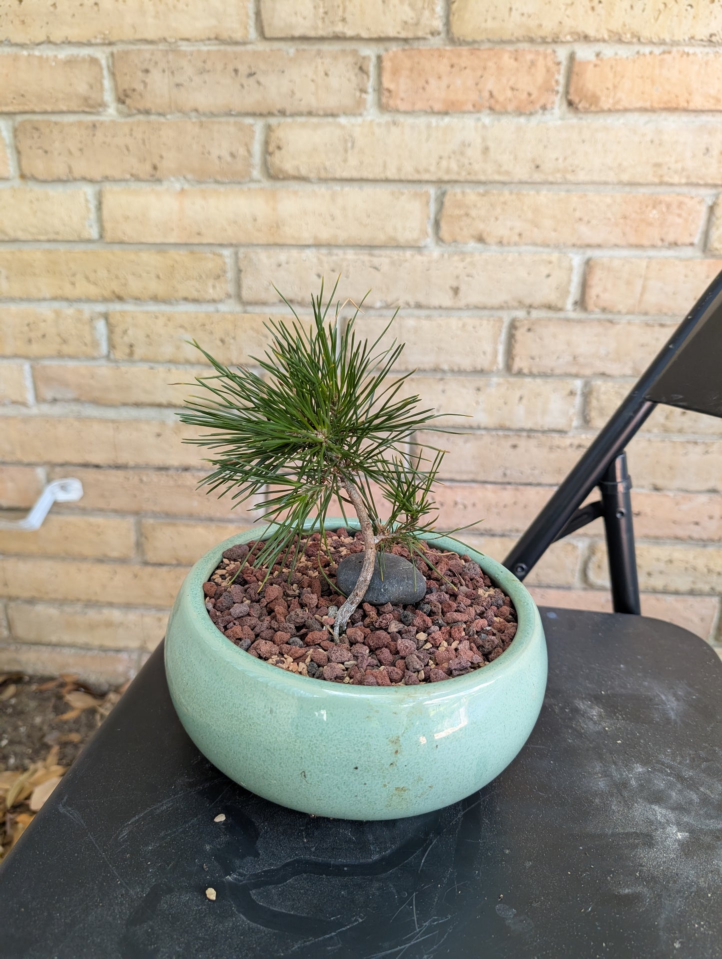 Japanese Red Pine