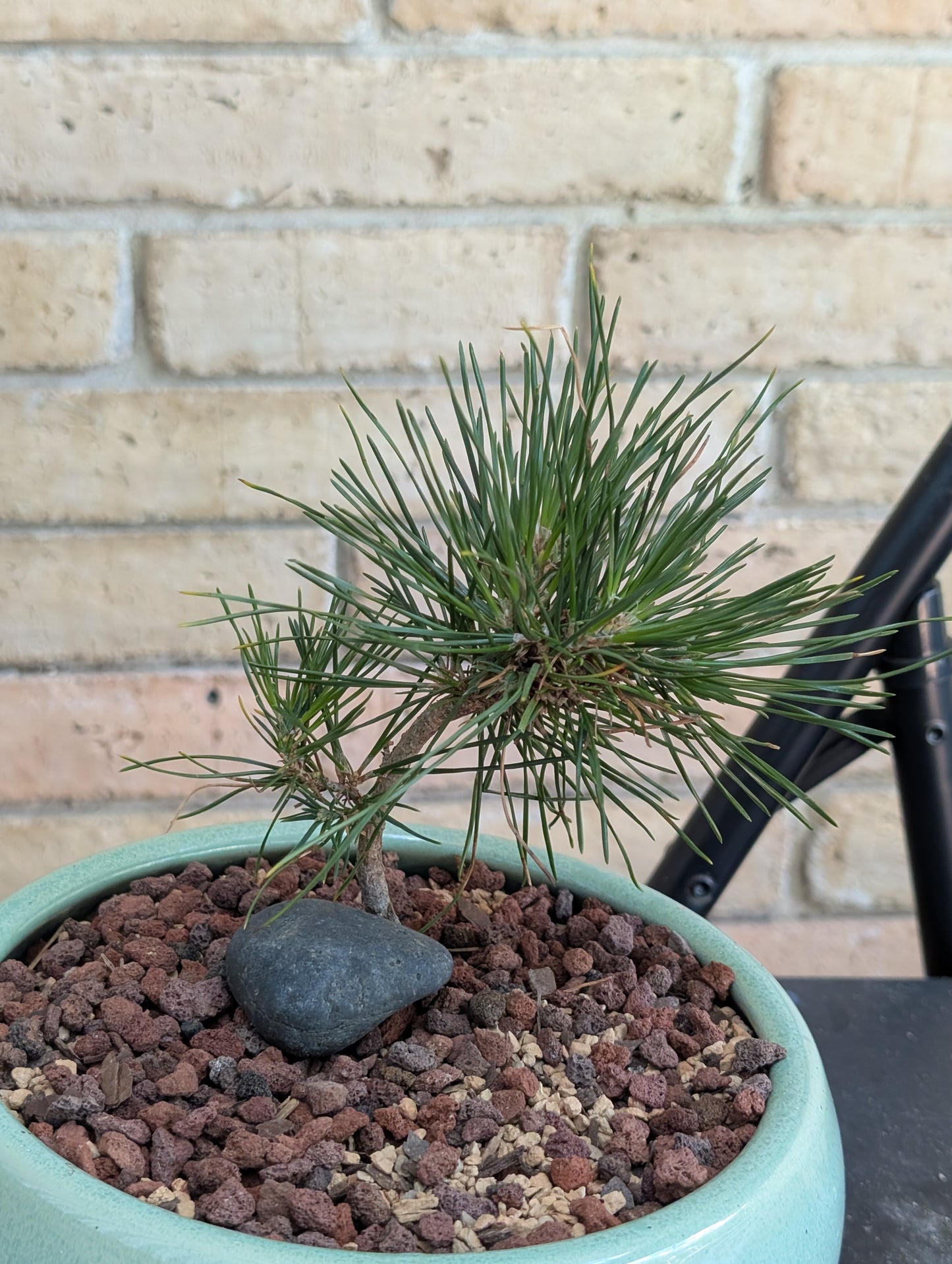 Japanese Red Pine