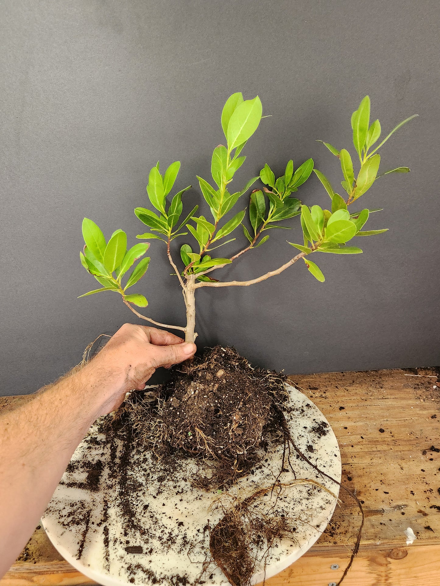 Buttonwood Pre-Bonsai