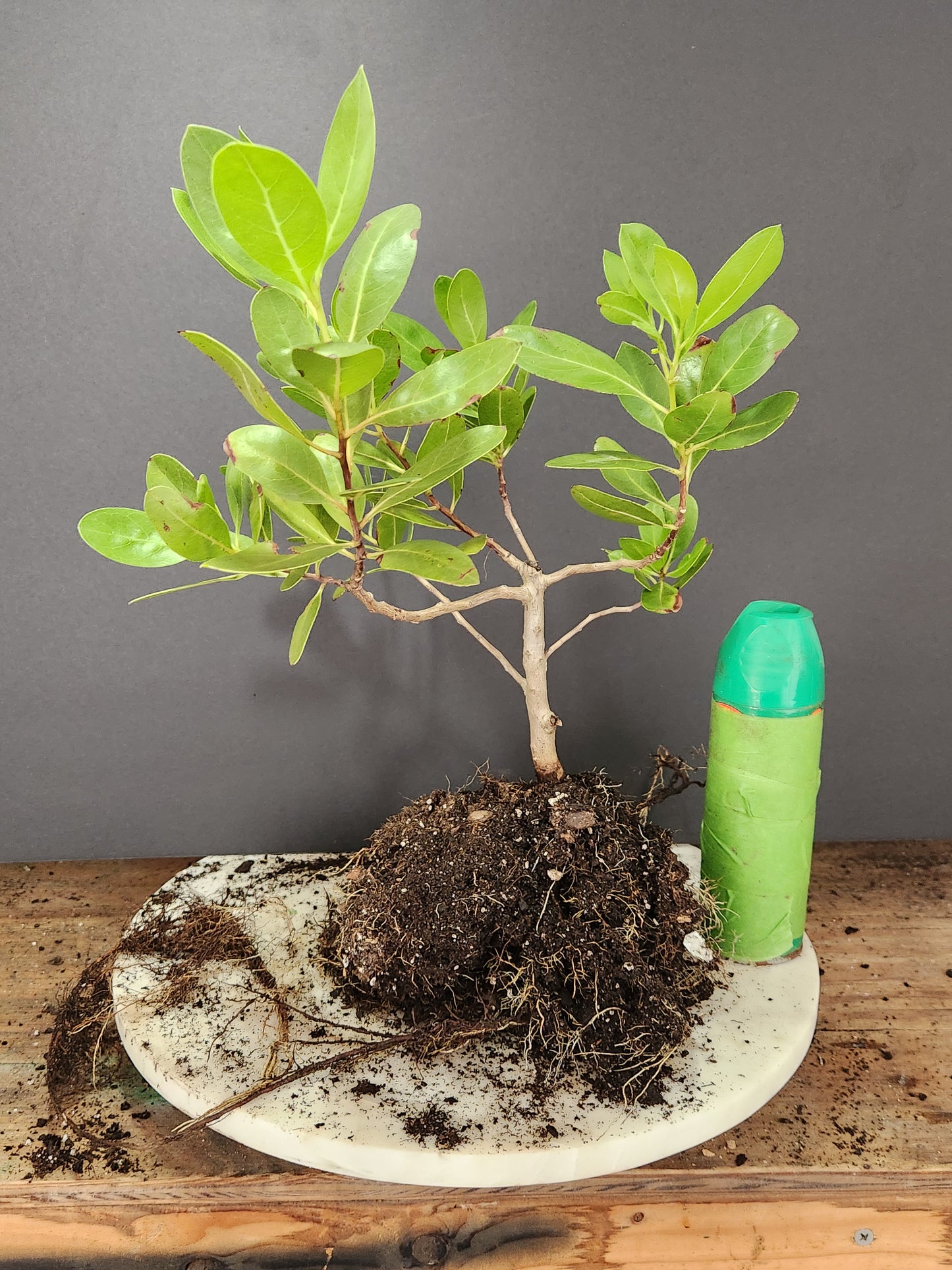 Buttonwood Pre-Bonsai