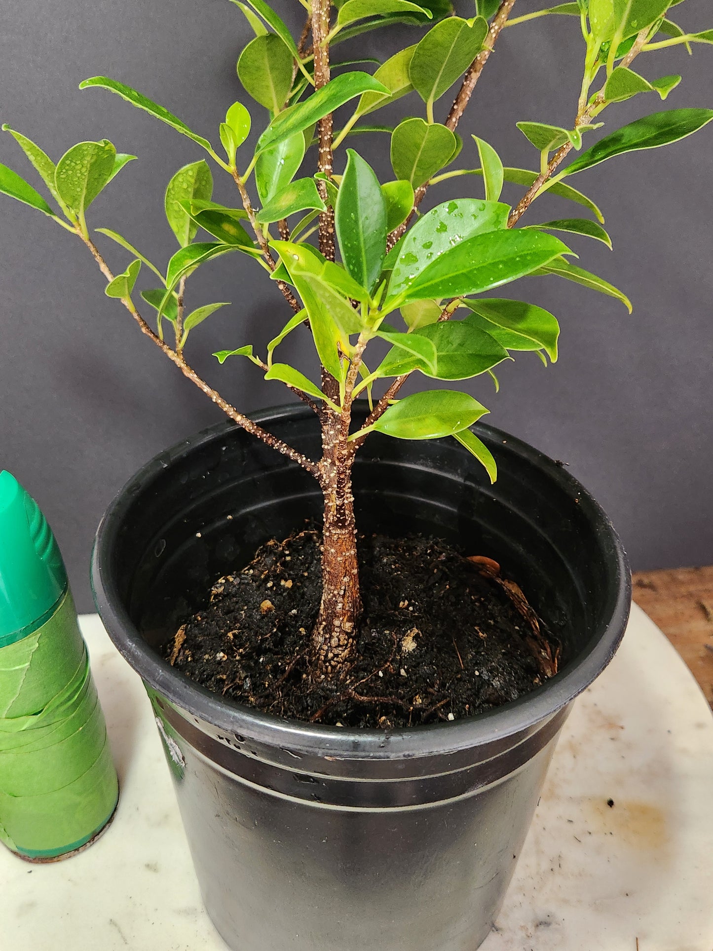 Fukien Tea Pre-Bonsai