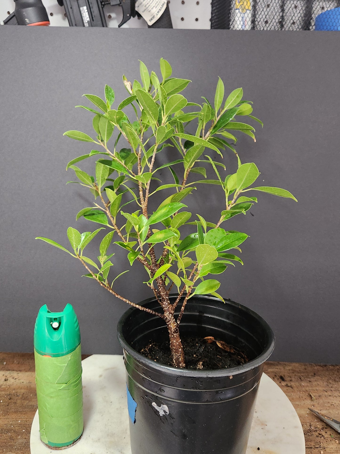 Fukien Tea Pre-Bonsai