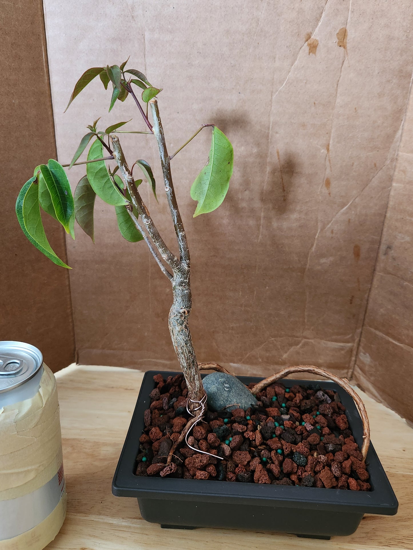 Gumbo Limbo Bonsai