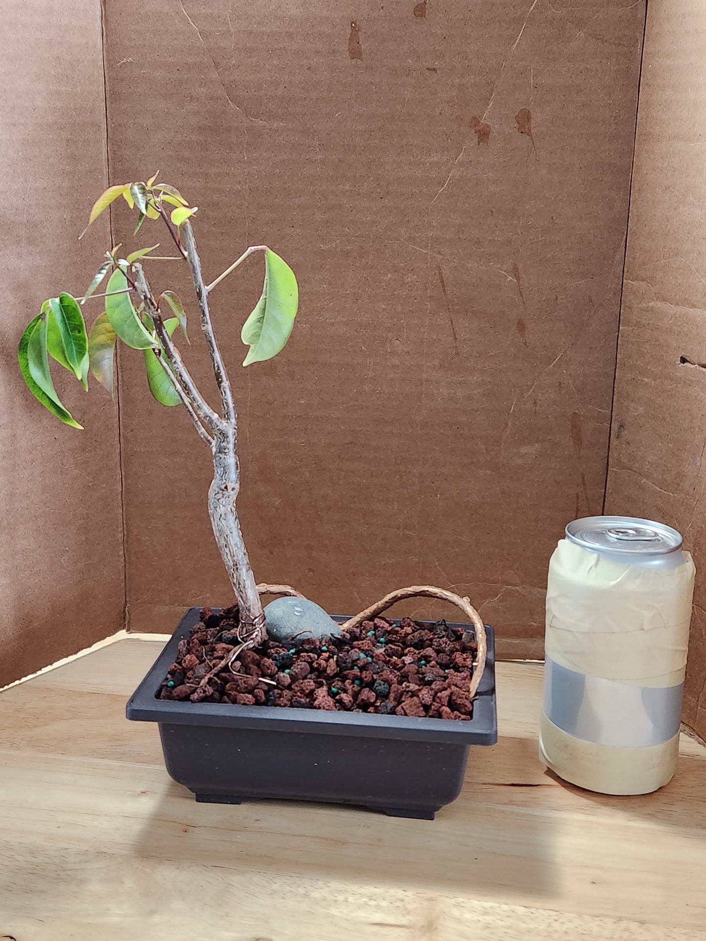 Gumbo Limbo Bonsai