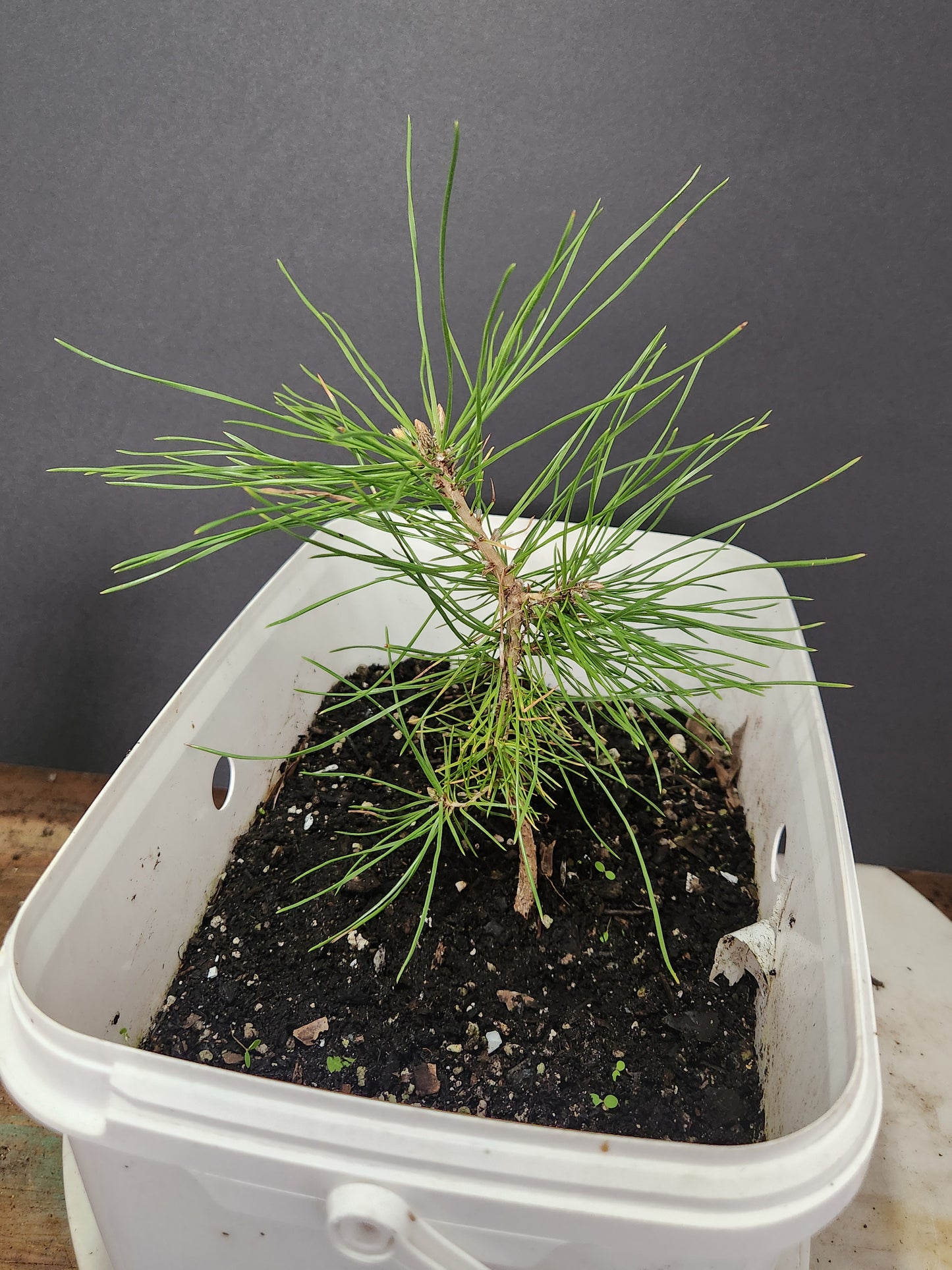 Japanese Red Pine