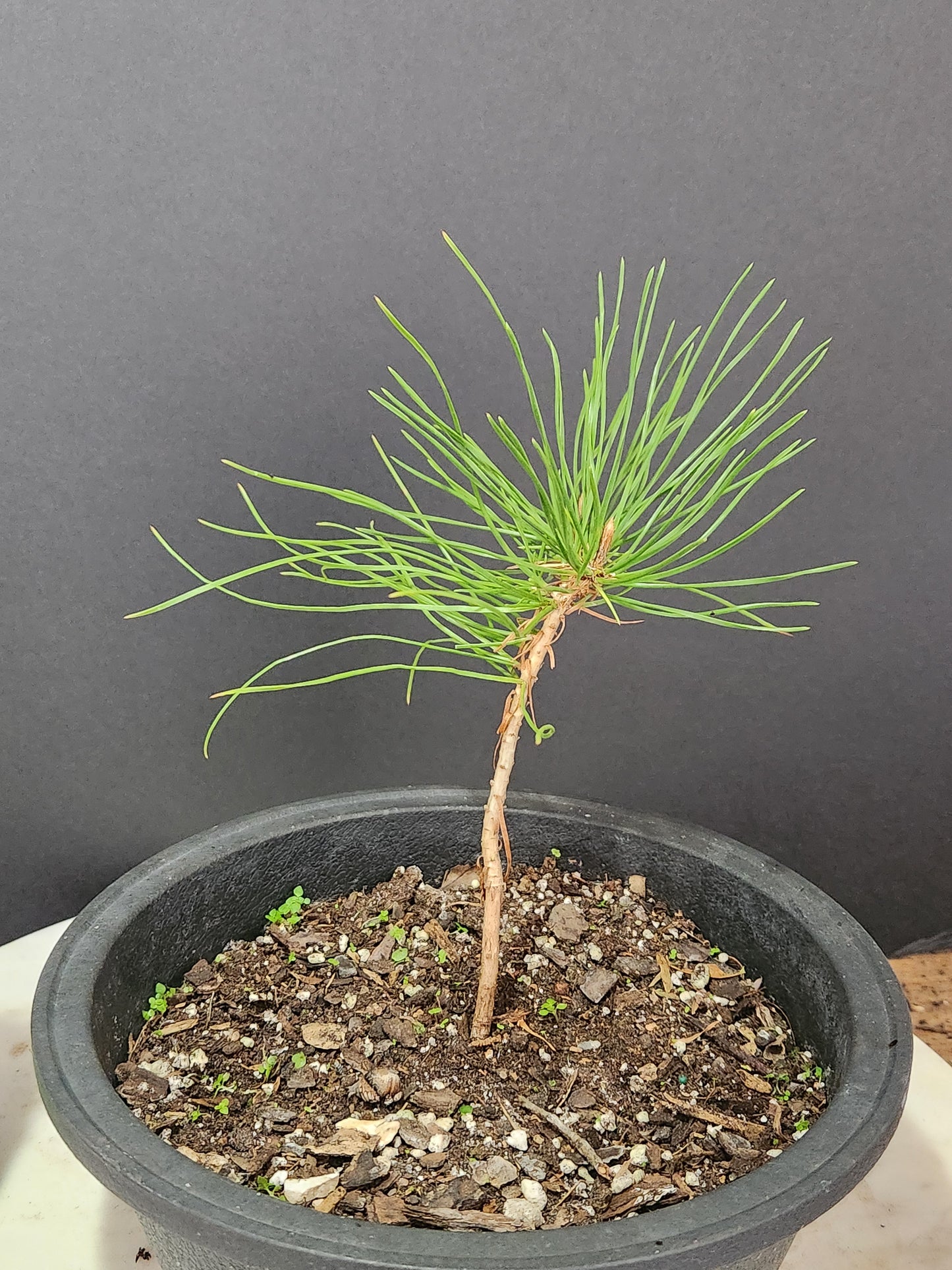 Japanese Red Pine